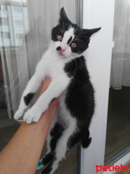 Tuxedo (Smokin) Kedi, Kedi  Alvin  /  Ankara fotoğrafı