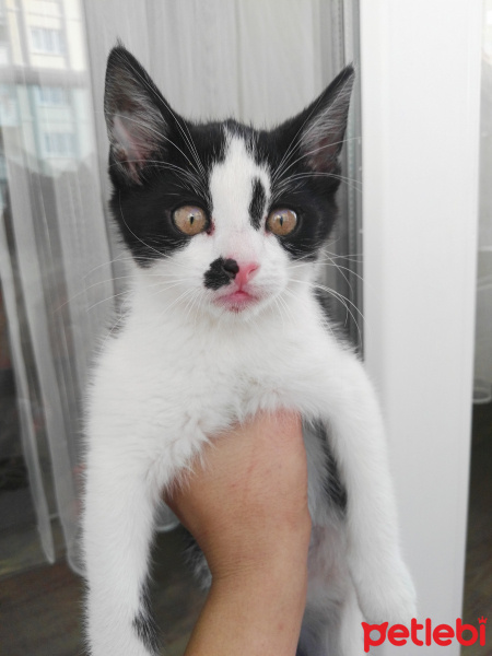 Tuxedo (Smokin) Kedi, Kedi  Alvin  /  Ankara fotoğrafı