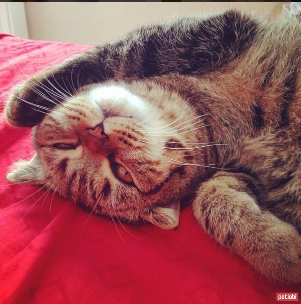 Scottish Fold, Kedi  Simit fotoğrafı