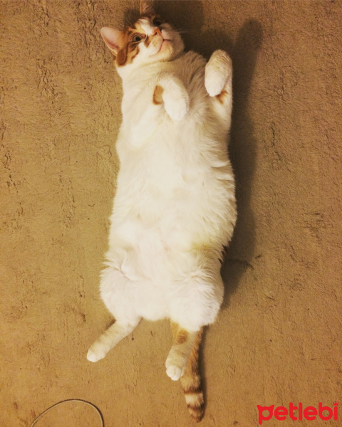 Sarman, Kedi  Efes fotoğrafı