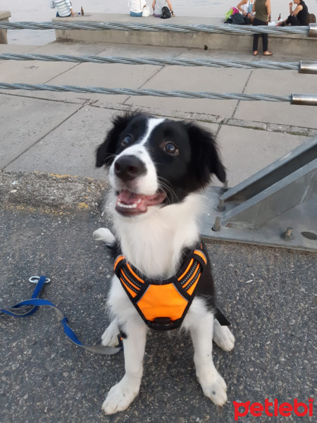 Border Collie, Köpek  Ninmah fotoğrafı