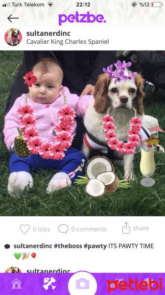 Cavalier King Charles Spanieli, Köpek  Sultan fotoğrafı