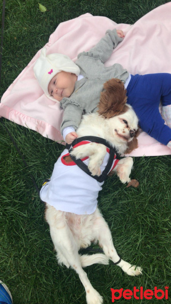 Cavalier King Charles Spanieli, Köpek  Sultan fotoğrafı