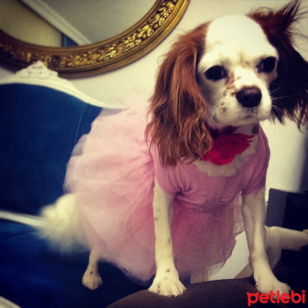 Cavalier King Charles Spanieli, Köpek  Sultan fotoğrafı