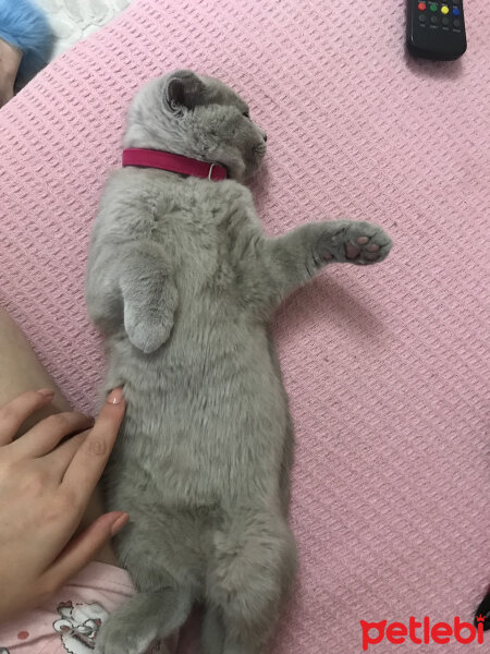 Scottish Fold, Kedi  MİYA fotoğrafı