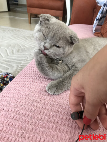 Scottish Fold, Kedi  MİYA fotoğrafı