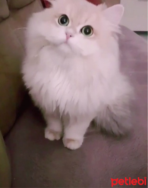 British Shorthair, Kedi  panter fotoğrafı