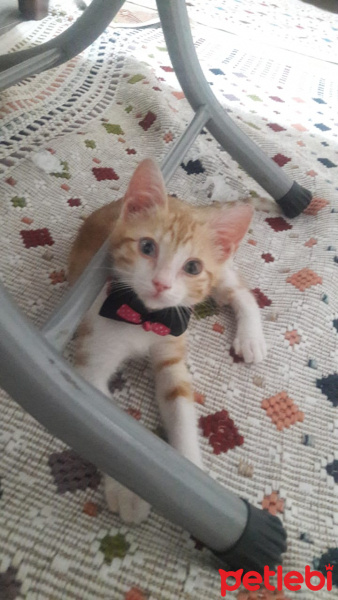 Tekir Kedi, Kedi  Tarçın fotoğrafı
