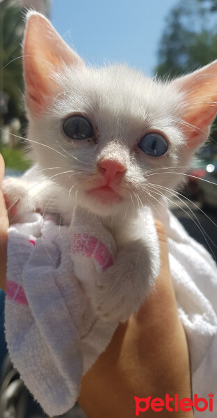 Van Kedisi, Kedi  Pamuk fotoğrafı