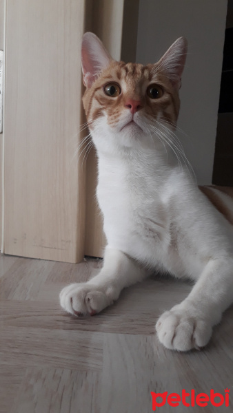 Tekir Kedi, Kedi  Maya fotoğrafı
