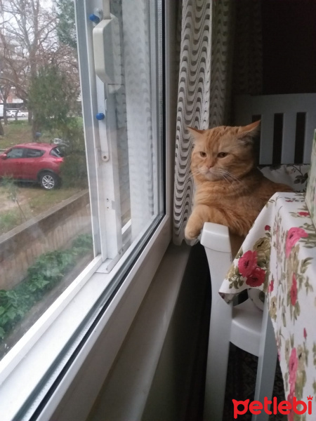 İran Kedisi (Persian), Kedi  Oğluş fotoğrafı