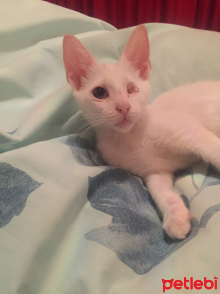 Ankara Kedisi, Kedi  Cici fotoğrafı