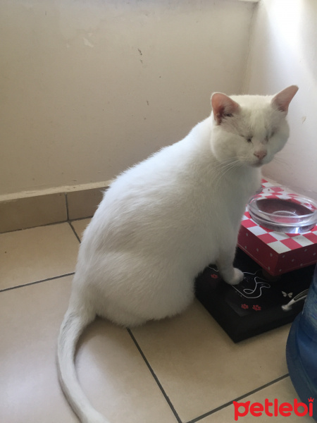 Ankara Kedisi, Kedi  Minican fotoğrafı