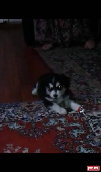 Sibirya Kurdu (Husky), Köpek  Boncuk fotoğrafı