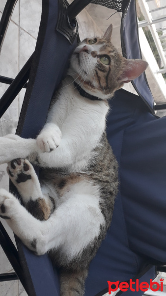 Tekir Kedi, Kedi  Bamya fotoğrafı