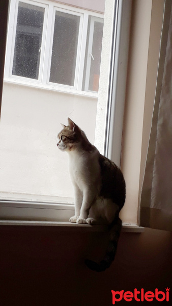 Tekir Kedi, Kedi  Bamya fotoğrafı