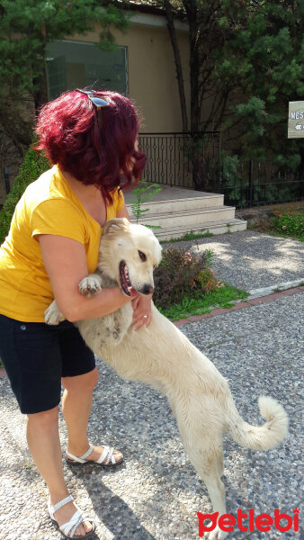 Golden Retriever, Köpek  Oscar fotoğrafı