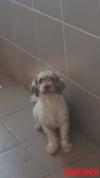 Shih Tzu, Köpek  Ponçik fotoğrafı