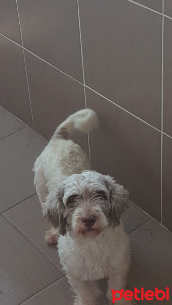 Shih Tzu, Köpek  Ponçik fotoğrafı