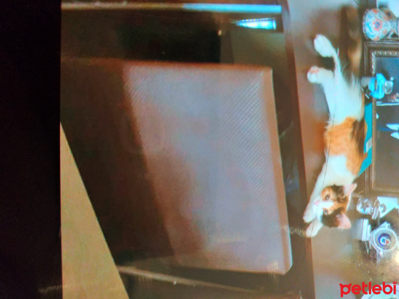 Tekir Kedi, Kedi  Su fotoğrafı