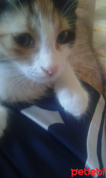 Tekir Kedi, Kedi  Su fotoğrafı