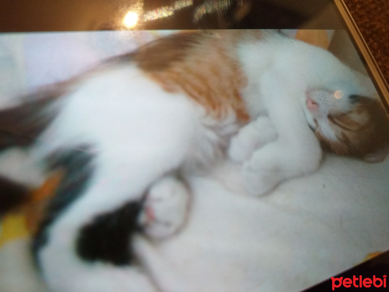 Tekir Kedi, Kedi  Su fotoğrafı