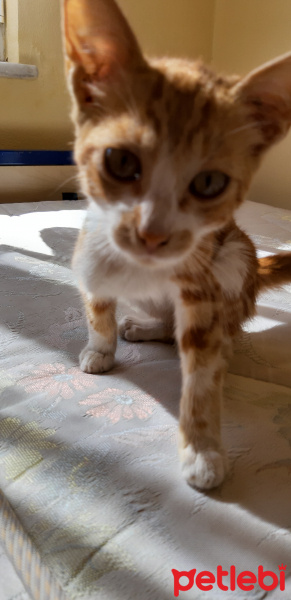 Sarman, Kedi  tatlış fotoğrafı