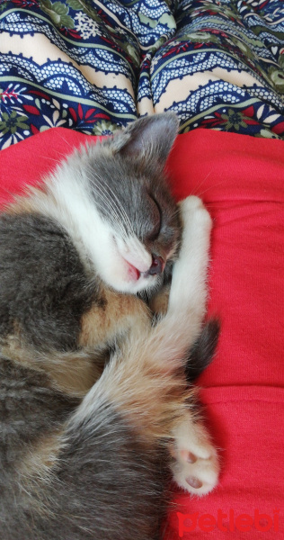 Tekir Kedi, Kedi  Çakıl fotoğrafı