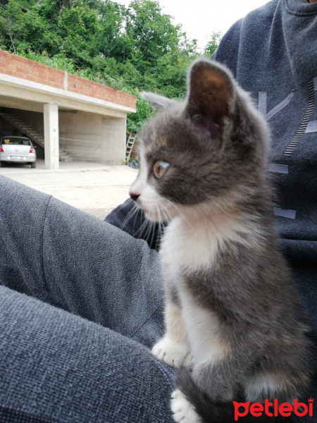 Tekir Kedi, Kedi  Çakıl fotoğrafı