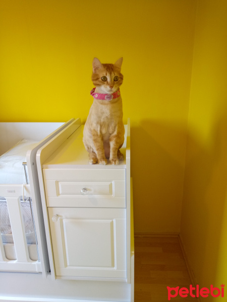 Sarman, Kedi  miyo fotoğrafı