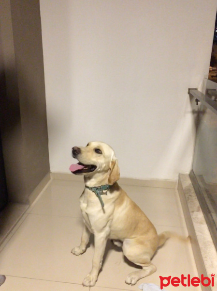 Labrador Retriever, Köpek  Pablo fotoğrafı