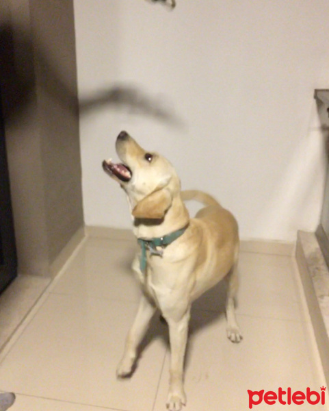 Labrador Retriever, Köpek  Pablo fotoğrafı