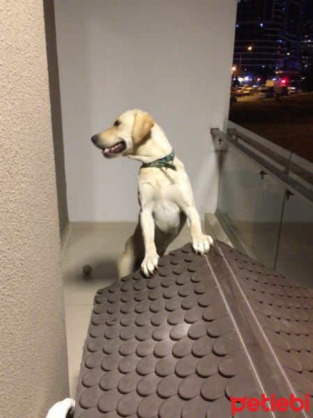 Labrador Retriever, Köpek  Pablo fotoğrafı