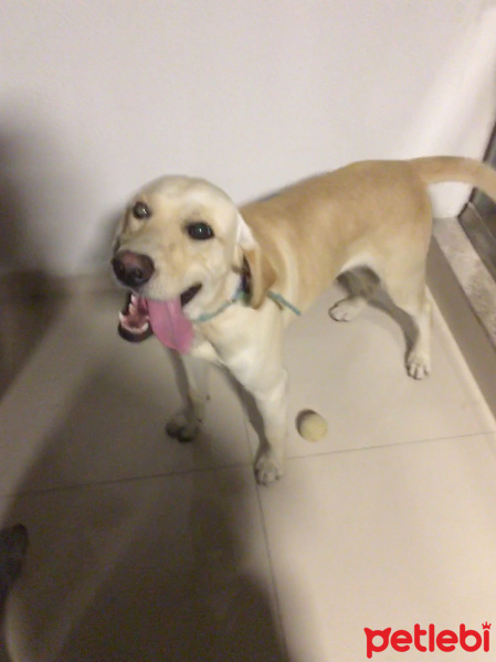 Labrador Retriever, Köpek  Pablo fotoğrafı