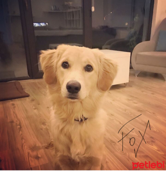 Golden Retriever, Köpek  Fox fotoğrafı