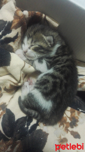 Tekir Kedi, Kedi  Tospik fotoğrafı