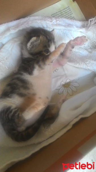 Tekir Kedi, Kedi  Tospik fotoğrafı