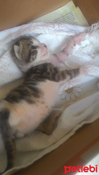 Tekir Kedi, Kedi  Tospik fotoğrafı