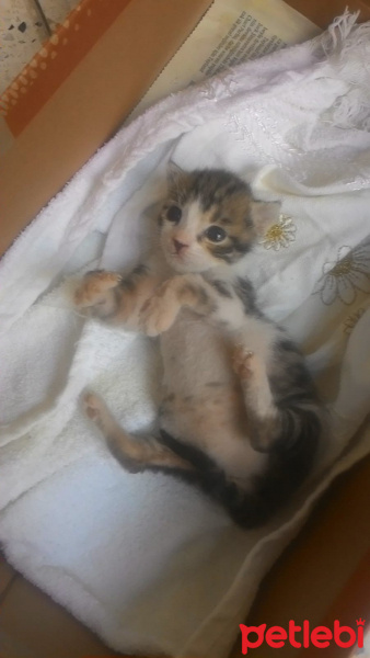 Tekir Kedi, Kedi  Tospik fotoğrafı