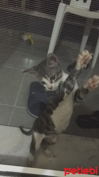 Tekir Kedi, Kedi  Tospik fotoğrafı