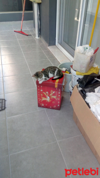 Tekir Kedi, Kedi  Tospik fotoğrafı