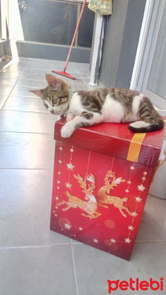 Tekir Kedi, Kedi  Tospik fotoğrafı