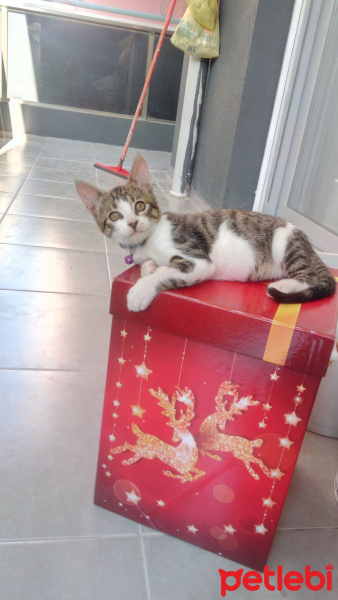 Tekir Kedi, Kedi  Tospik fotoğrafı
