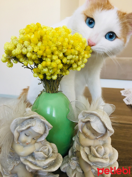 Van Kedisi, Kedi  Maviş fotoğrafı