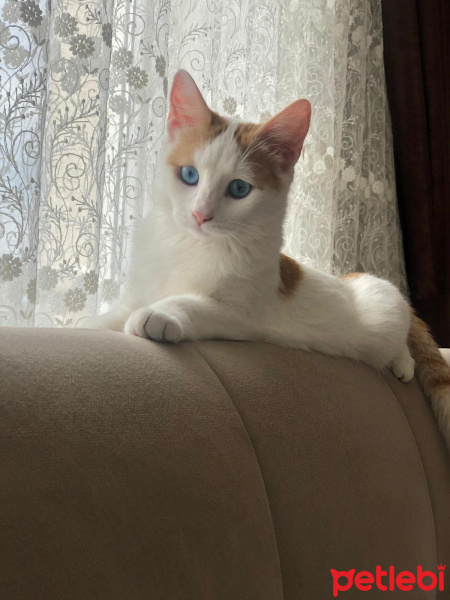 Van Kedisi, Kedi  Maviş fotoğrafı