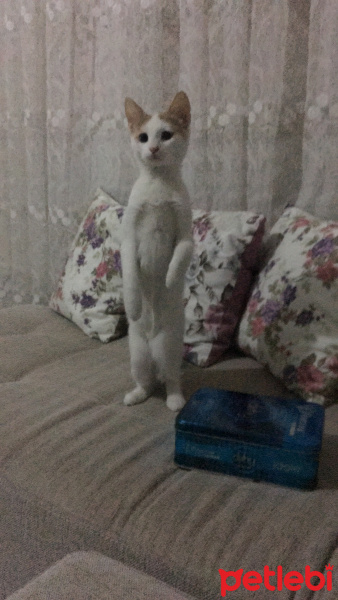 Van Kedisi, Kedi  Maviş fotoğrafı