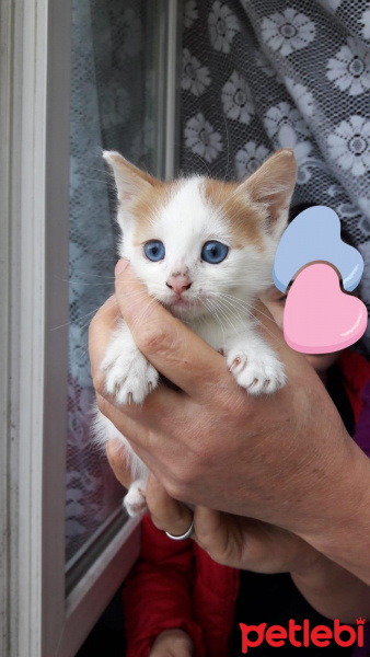 Van Kedisi, Kedi  Maviş fotoğrafı