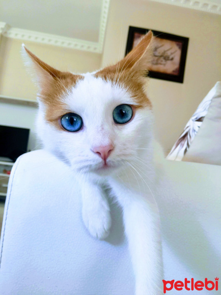 Van Kedisi, Kedi  Maviş fotoğrafı