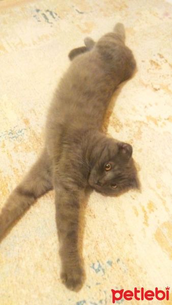 Scottish Fold, Kedi  Mazlum fotoğrafı
