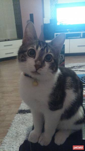 Tekir Kedi, Kedi  Kirli  fotoğrafı